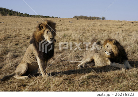ライオン 26236822