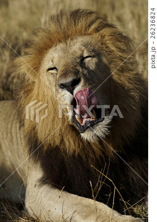 ライオン 26236824