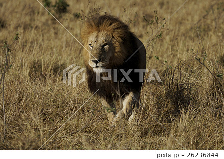 ライオン 26236844