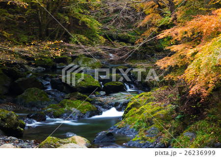渓流(紅葉) 渓流(紅葉) 26236999