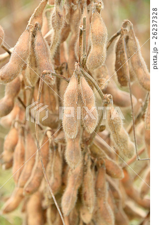 畑の大豆 畑の大豆 26237328
