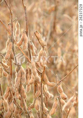 大豆畑 大豆畑 26237329