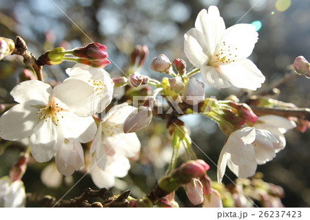 桜 26237423