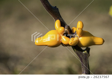 フォックスフェイス フォックスフェイス 26237567