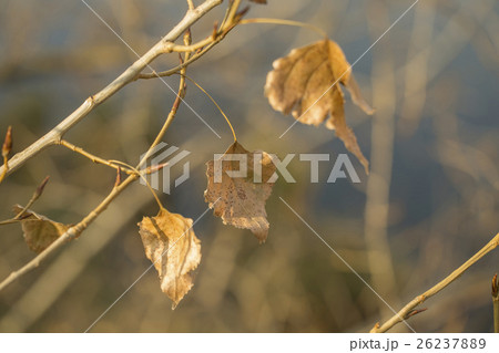 Last leaves on poplar tree branch, sunlit close-up 26237889