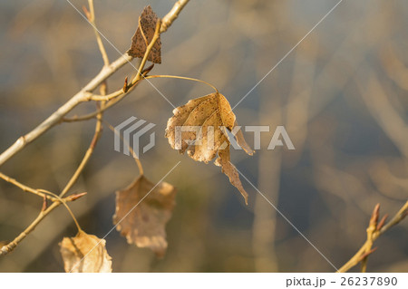 Dry autumn leaves on poplar tree branch. 26237890