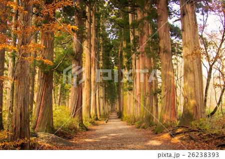 秋の戸隠杉並木の参道イメージ 26238393