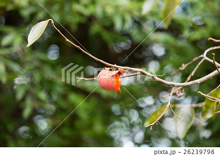 柿　菊平 26239798