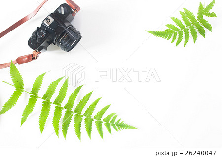 Flat lay camera and fern leaves, white background 26240047