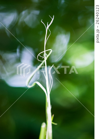 Plant shoots sprout slender waver green Plant shoots sprout slender waver green 26240123