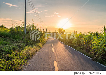 Rural road and sugar cane at sunset Rural road and sugar cane at sunset 26240175