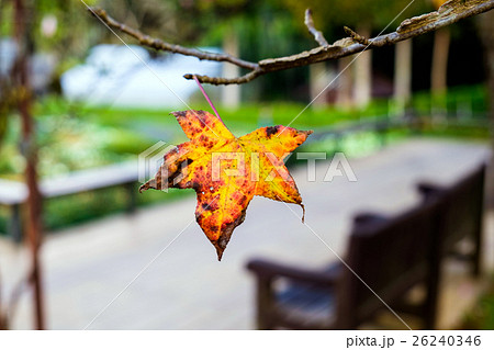 Maple single dry sear leaf beautiful on branch Maple single dry sear leaf beautiful on branch 26240346