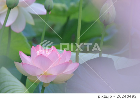 ハスの花 ハスの花 26240495