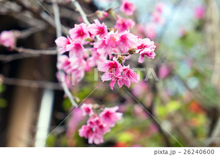 Pink Wild Himalayan Cherry 26240600