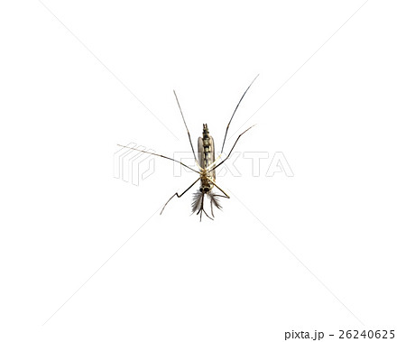 Mosquito species aedes aegyti sleep open 26240625