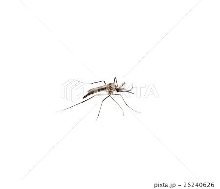 Mosquito species aedes aegyti side Mosquito species aedes aegyti side 26240626