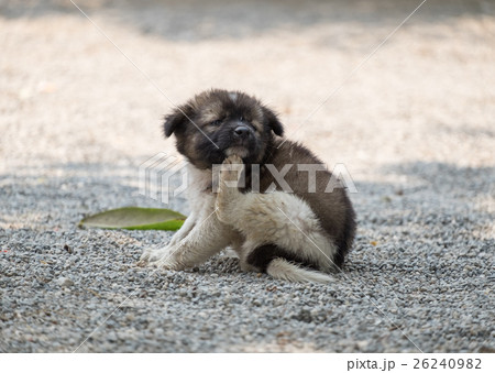 Puppy chubby scratching itch 26240982