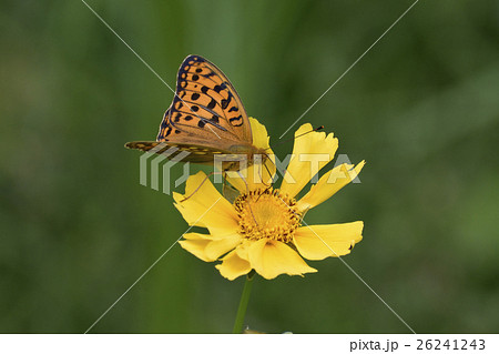 金鶏菊を吸う蝶 金鶏菊を吸う蝶 26241243