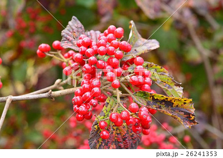 ガマズミの実 26241353