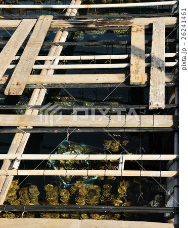 九十九島牡蠣の養殖 26241461