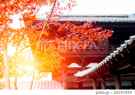 Japanese garden in Temple, Beautiful Red Maple Japanese garden in Temple, Beautiful Red Maple 26241959