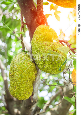 Morning Jack fruit on the tree with green leaves Morning Jack fruit on the tree with green leaves 26242006