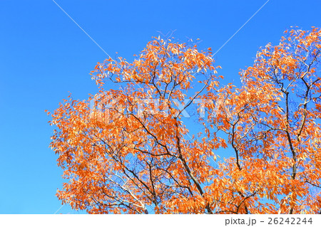 ケヤキ紅葉 26242244