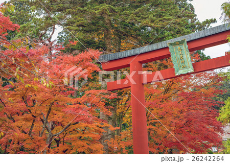 志波彦神社鹽竈神社の秋景色 志波彦神社鹽竈神社の秋景色 26242264