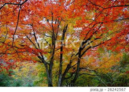 夜久野高原 26242567