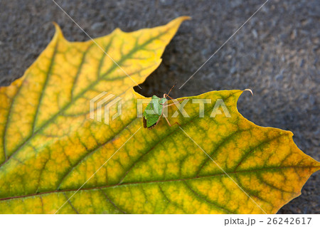 Shield bug, also known as stink bug on maple leaf Shield bug, also known as stink bug on maple leaf 26242617