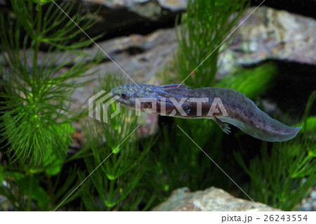 ブラック ウーパールーパー スイミング ブラック ウーパールーパー スイミング 26243554