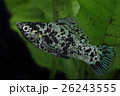 ダルメシアンモーリー 26243555
