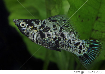 ダルメシアンモーリー 26243555