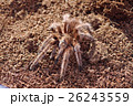 チリアンコモンタランチュラ 26243559
