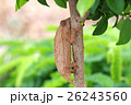 ヒゲコノハカメレオン 26243560