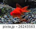 琉金 26243563