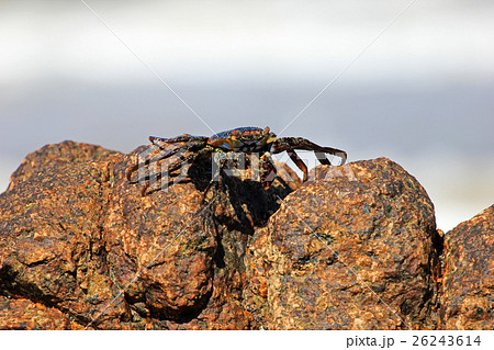 Sally Lightfoot Crab on rocks 26243614