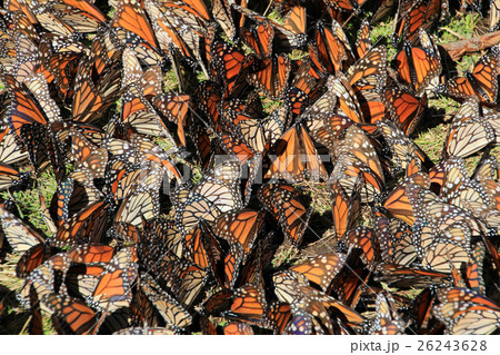 Monarch Butterflies, Michoacan, Mexico 26243628