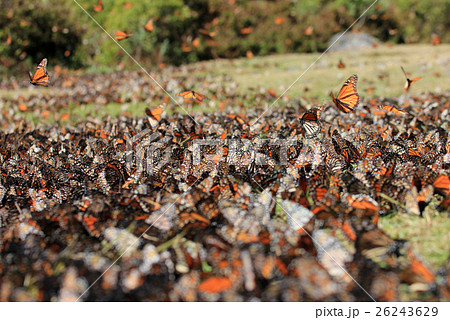 Monarch Butterflies, Michoacan, Mexico 26243629