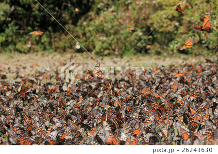 Monarch Butterflies, Michoacan, Mexico 26243630