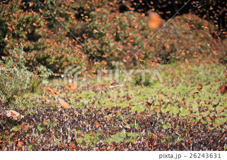 Monarch Butterflies, Michoacan, Mexico 26243631