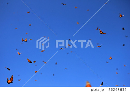 Monarch Butterflies, Michoacan, Mexico 26243635