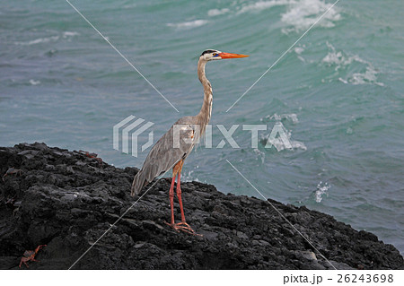 Great Blue Heron, ardea herodias, Galapagos Great Blue Heron, ardea herodias, Galapagos 26243698