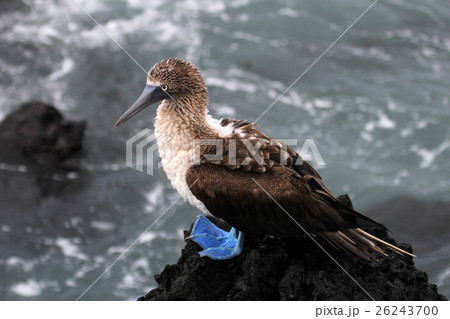 Blue footed booby, sula nebouxii, Galapagos 26243700