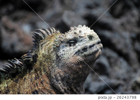Galapagos Marine Iguana head 26243798