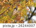都会の鳥① 26244007