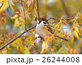 都会の鳥② 26244008