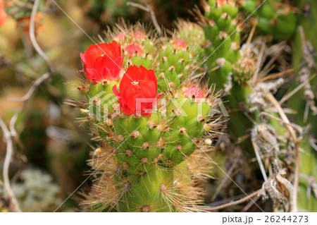 Nice green cactus with red blossom Nice green cactus with red blossom 26244273