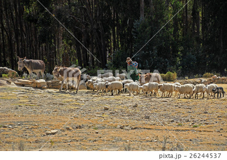 Shepherd on island of the sun, Titicaca, Bolivia 26244537