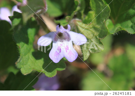 カキドオシの花 26245181